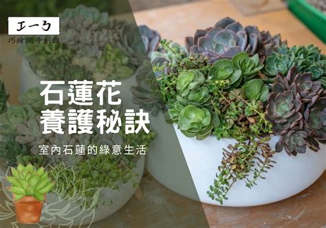 石蓮花風水|【石蓮花 風水】【風水秘笈】石蓮花的神奇風水作用，你一定要。